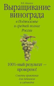Выращивание винограда в Подмосковье и средней полосе России