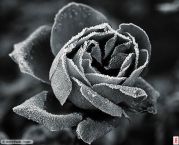 Майская ночь. Утопленников не предвидится