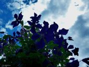 Синее солнце